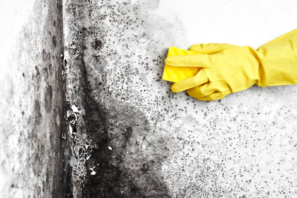 Best HVAC Mold Inspection and Cleaning  in Gardner, IL
