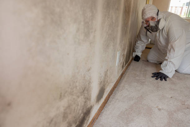 Best Crawl Space Mold Remediation  in Gardner, IL